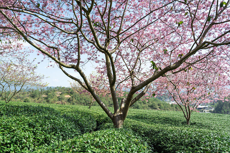 阳光下的樱花茶园