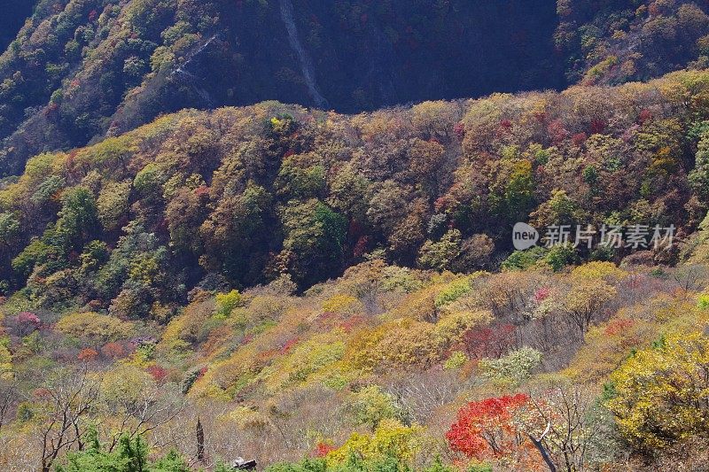 中仓山的秋叶