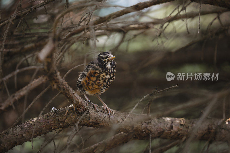 小知更鸟在树上