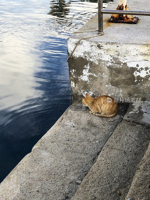 猫在码头的梯子上