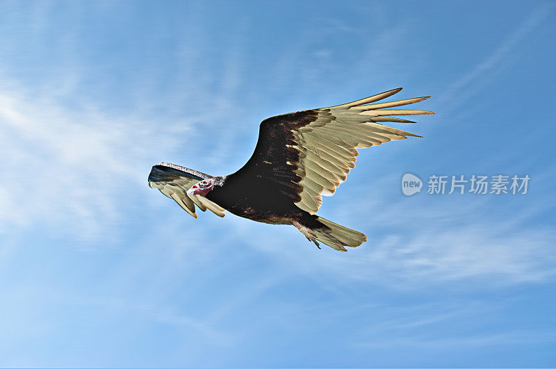 飞行中的土耳其秃鹫