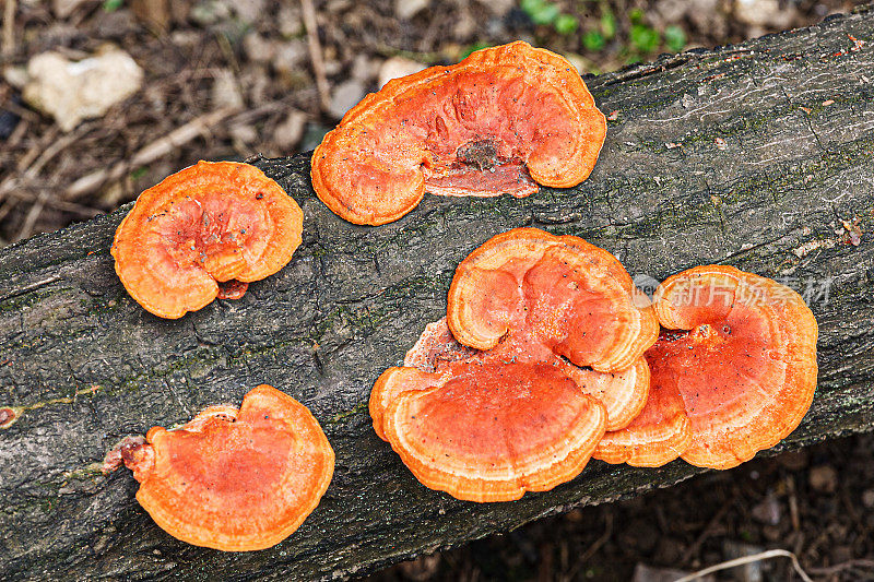 在中国东南部的森林中发现的桔支架真菌