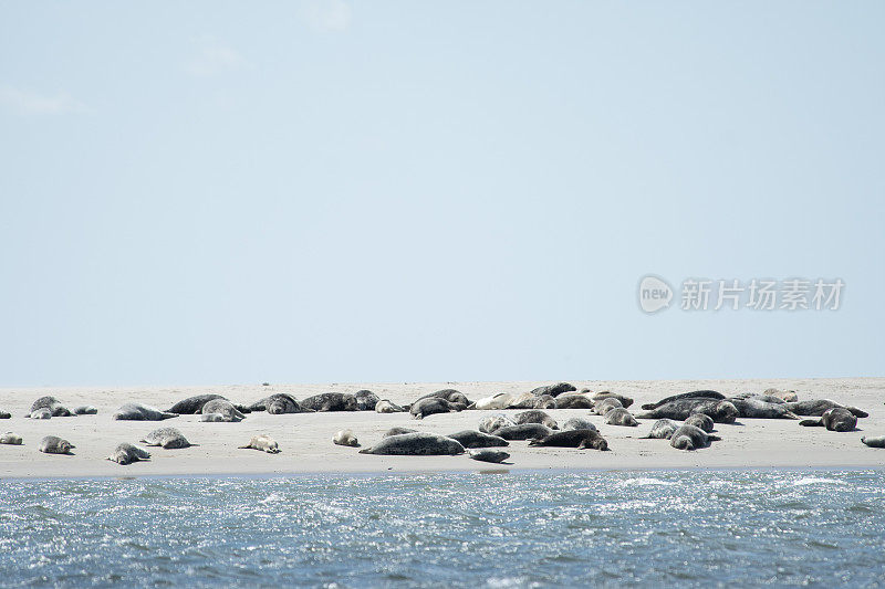 许多可爱的海豹在丹麦西海岸法诺的一个小沙丘上。