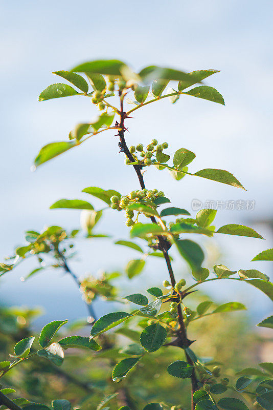 中国花椒树