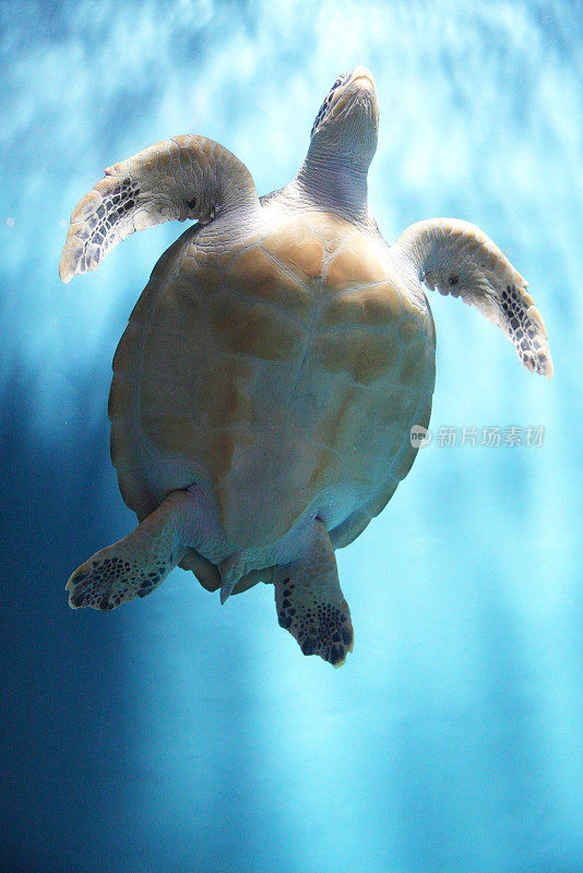 海龟在水族箱里游泳