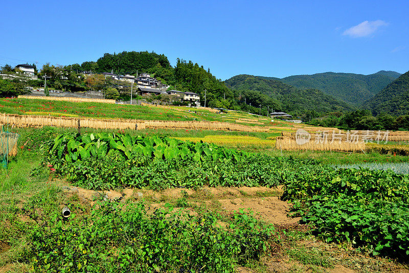 位于埼玉县秩父市的秋坂梯田