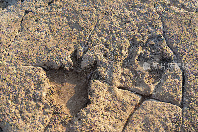 布里朱尼岛岩石上的恐龙脚印