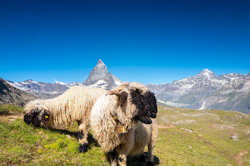 瑞士旅游-瓦莱黑鼻羊在瑞士阿尔卑斯山吃草