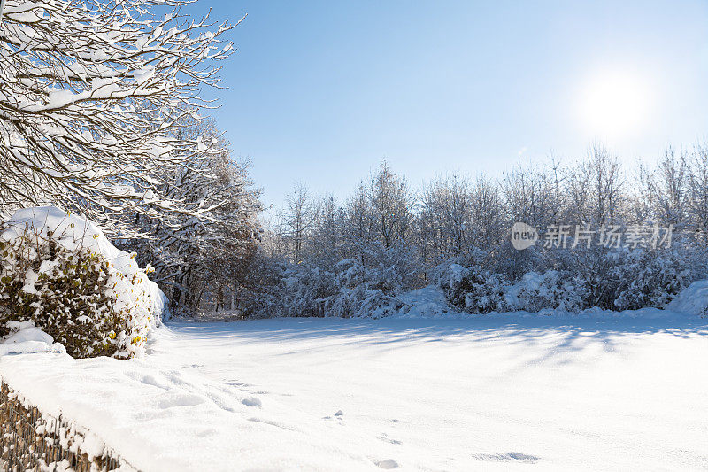 冬日里，阳光明媚的冬日里，白雪覆盖的树冠覆盖着厚厚的雪毯