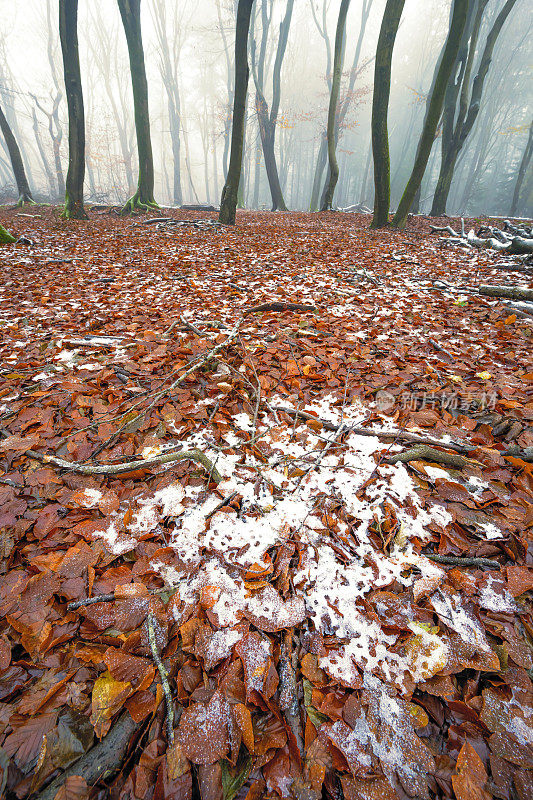 雾蒙蒙的森林，在雾蒙蒙的冬日，山毛榉树周围飘着小雪