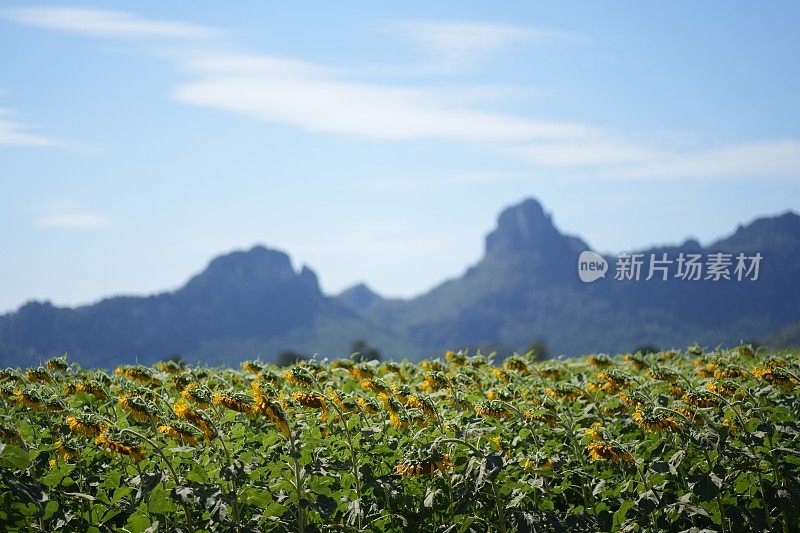 向日葵盛开的田野