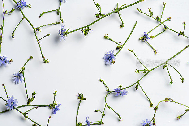 野生菊苣花，离生，白色花型