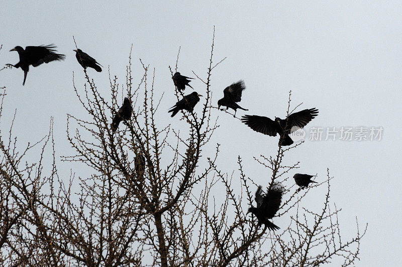 冬天，一群乌鸦栖息在树上