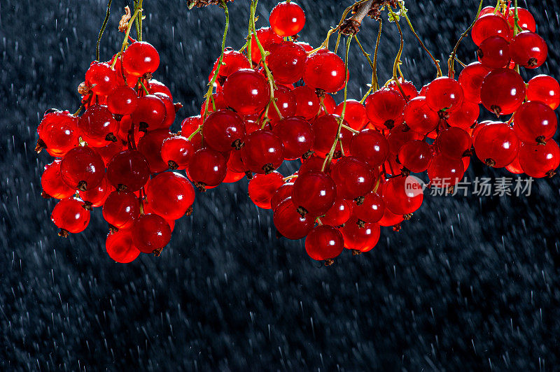 雨中的红醋栗