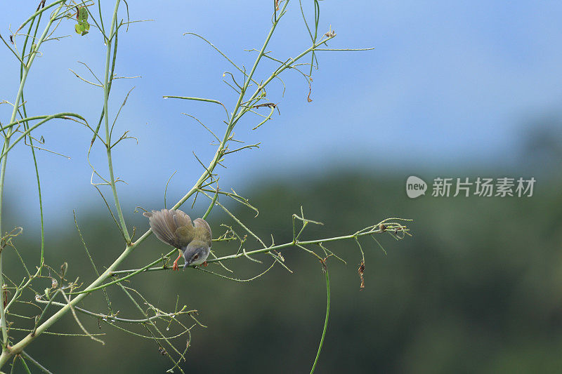 鸟儿栖息在树枝上