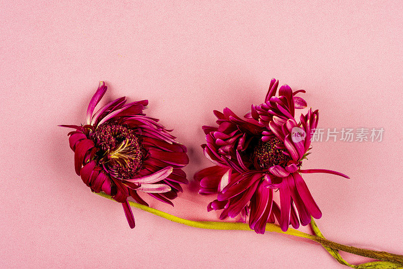 粉红色背景上枯萎的花朵