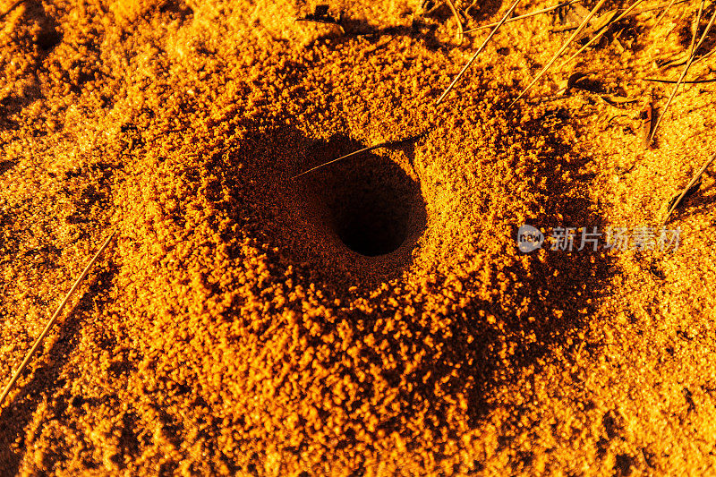 澳大利亚内陆干燥的红土沙漠地区的蚂蚁洞或巢的特写