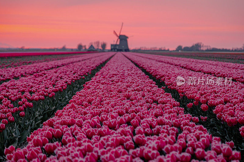 荷兰北部的春天，日落时五彩缤纷的郁金香田和风车