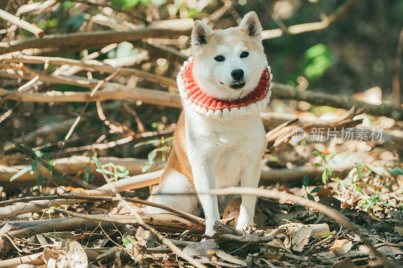 棕色和白色的狗戴着时髦的红领巾