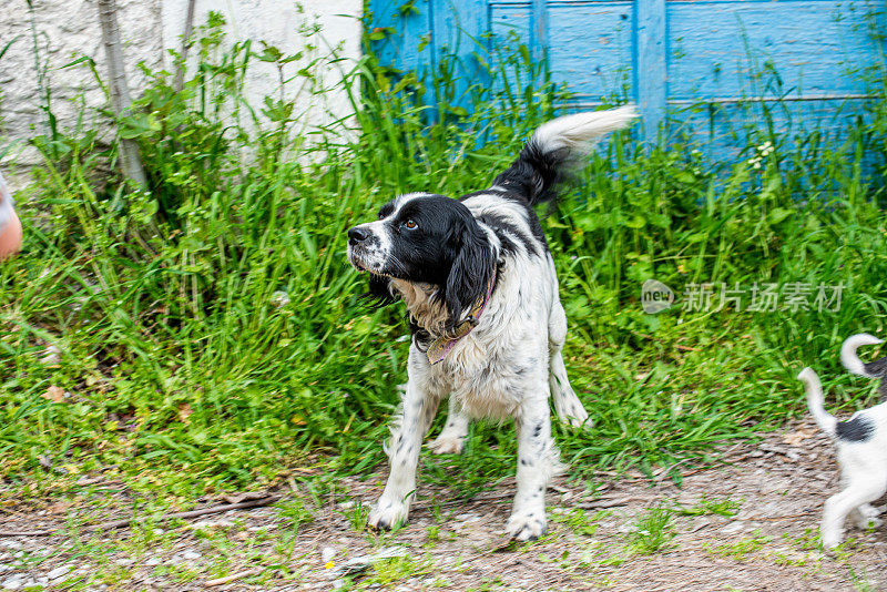 英国史宾格犬和幼犬