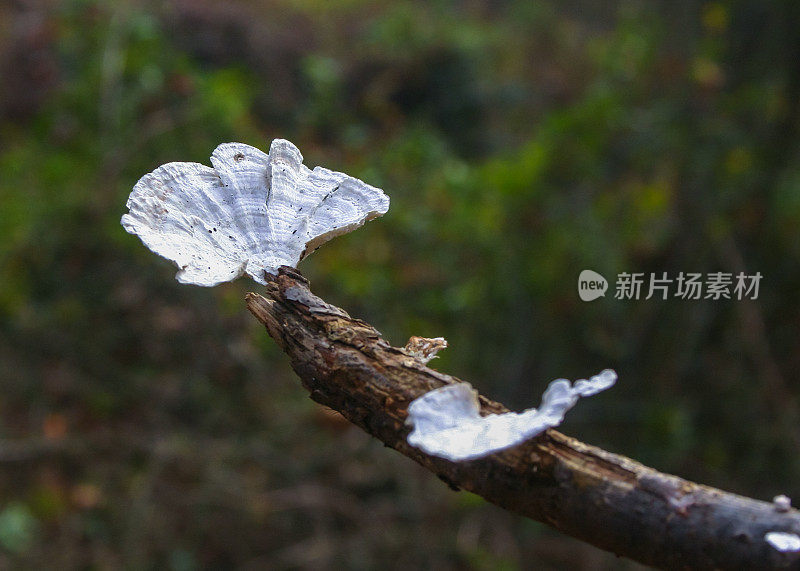 秋天，美国新泽西州郊区森林里腐烂的老树枝上的腐生真菌