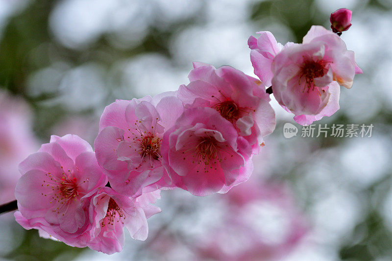 东京，日本公园里盛开的梅花