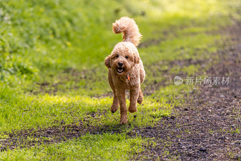 金毛犬不受束缚地奔跑