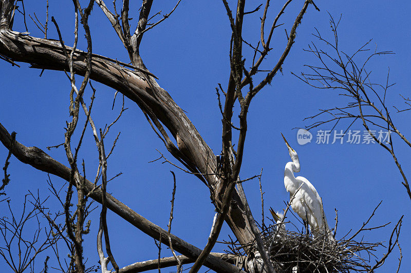 大白鹭家族在埃尔克霍恩沼泽的树顶巢