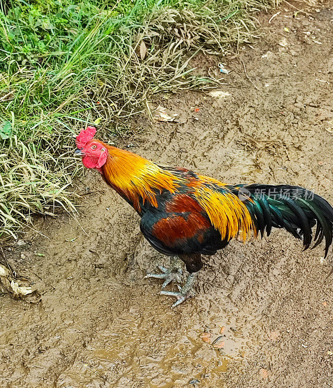 有漂亮羽毛图案的雄鸡走在乡下泥泞的土路上