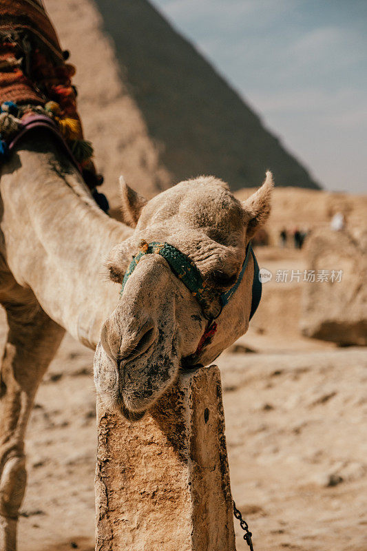 骆驼在吉萨金字塔群，埃及
