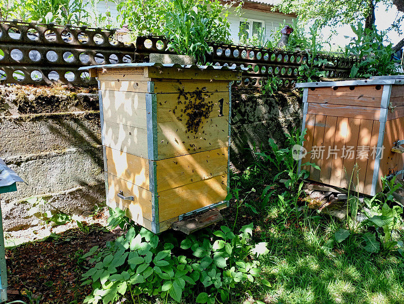养蜂场里的蜂箱是用木头做的，蜂房的墙壁上有许多蜜蜂。水泥墙附近的一个古老的养蜂场，有木制的达旦式蜂箱。关于狗和养蜂的话题。
