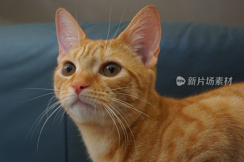 虎斑猫