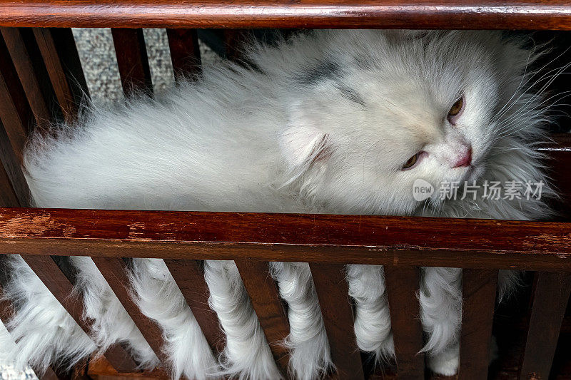 栗鼠猫，苏格兰折长毛猫，白色小猫睡在木质杂志架上