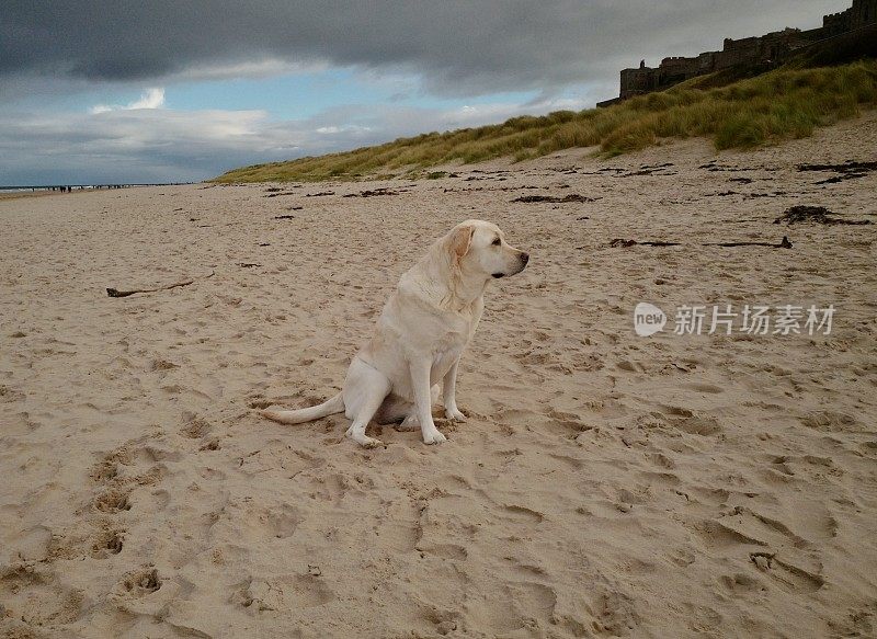 海滩上的拉布拉多寻回犬