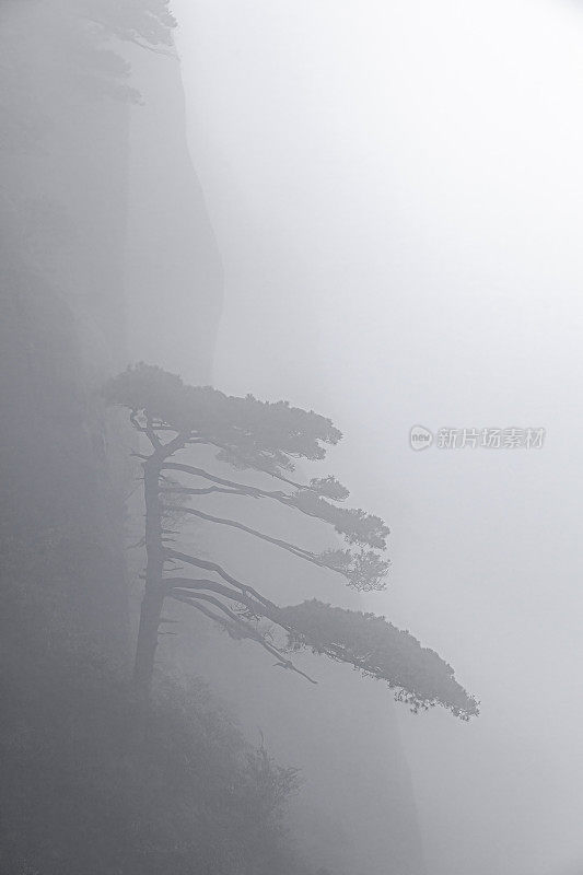 云雾山顶上的松树。黄山,中国。