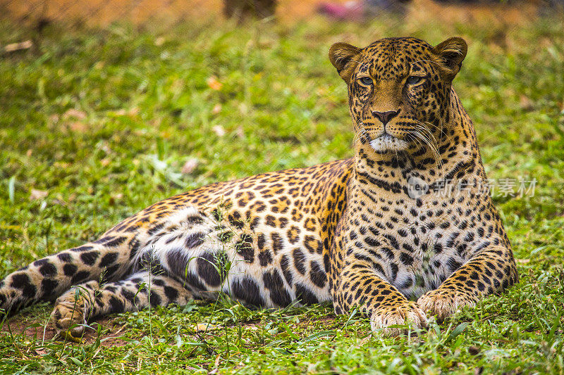 凝视孤儿院草地上的一只可爱的豹子。参观内罗毕重要的无保护或受伤动物孤儿院。肯尼亚