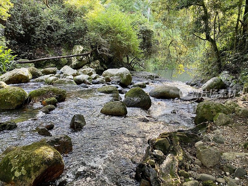 热带雨林溪-新南威尔士州北部海岸