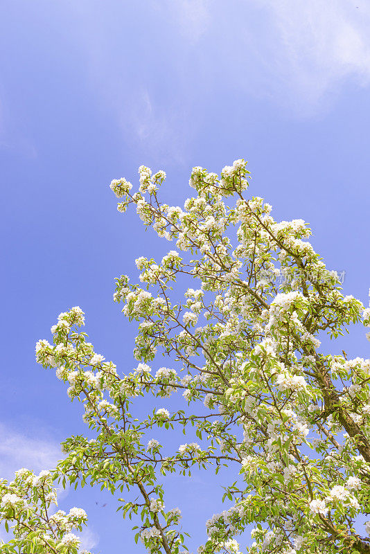 果园里的苹果树在春天开白花