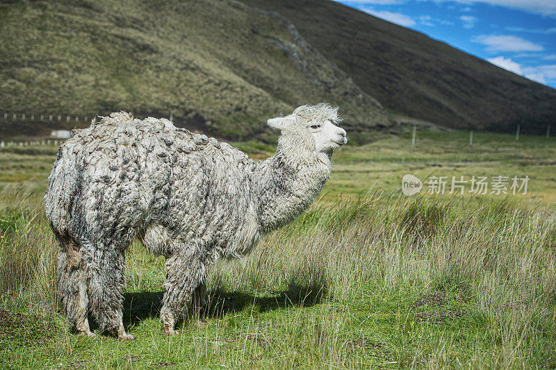 厄瓜多尔安第斯山脉的羊驼