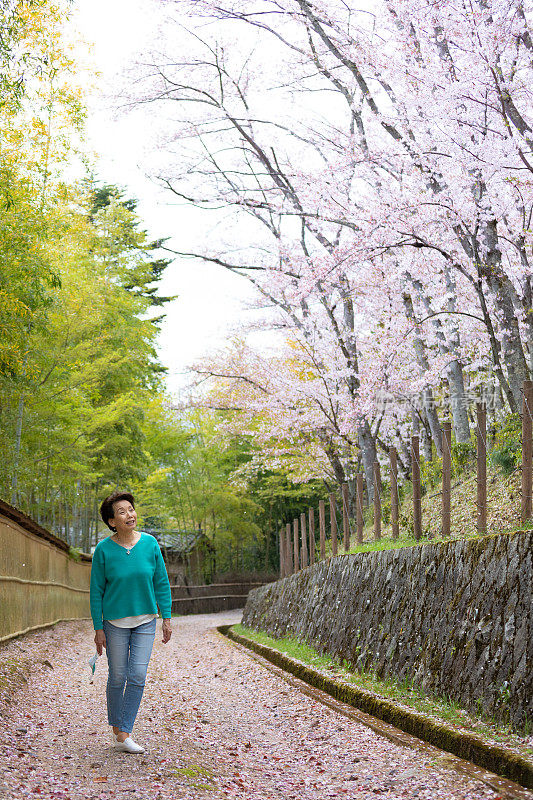 日本老年妇女独自欣赏樱花