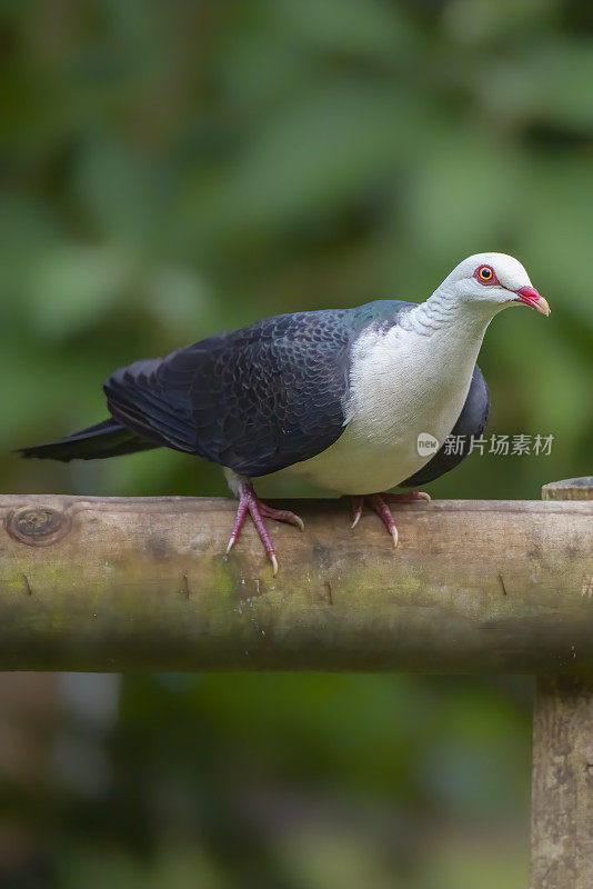 白头鸽子靠近