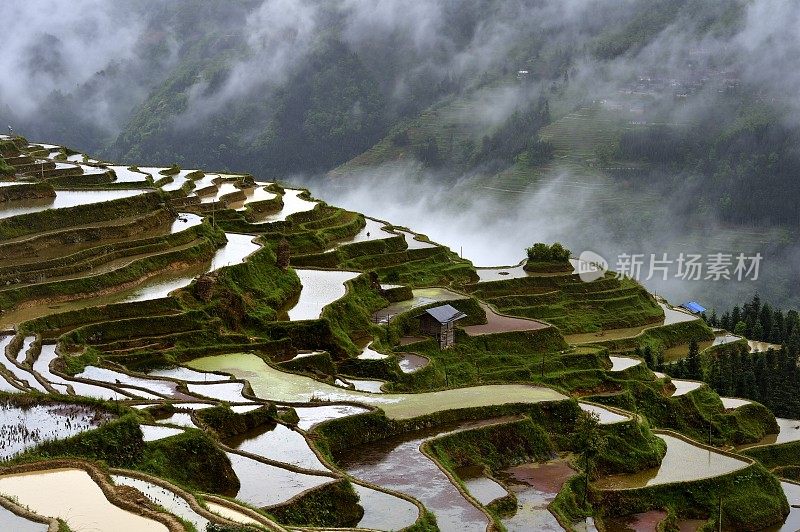 中国贵州，雨中的梯田