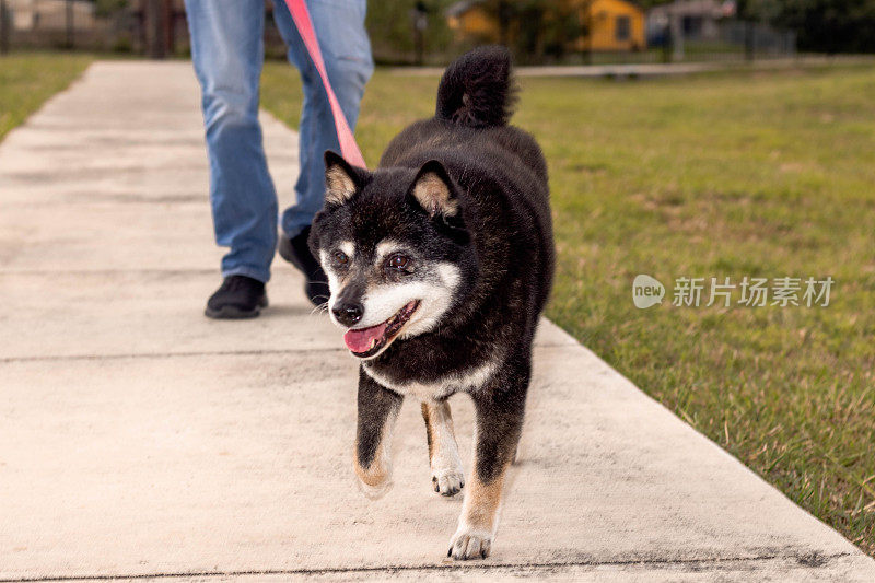 日本柴犬散步的特写