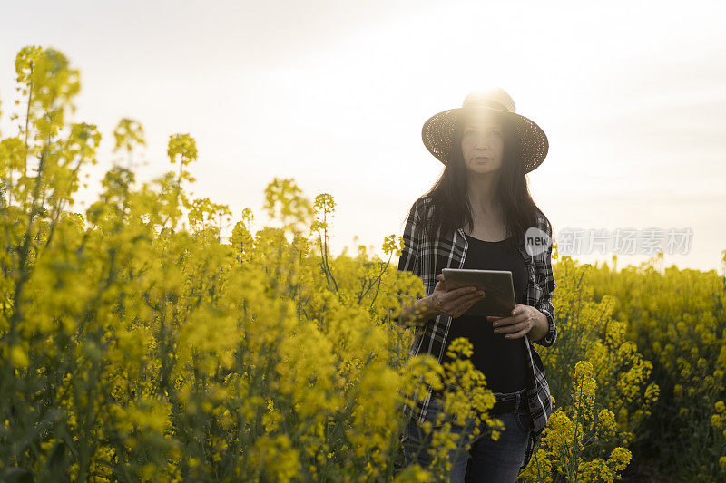 一个女人站在油菜籽地里，太阳在她身后低垂