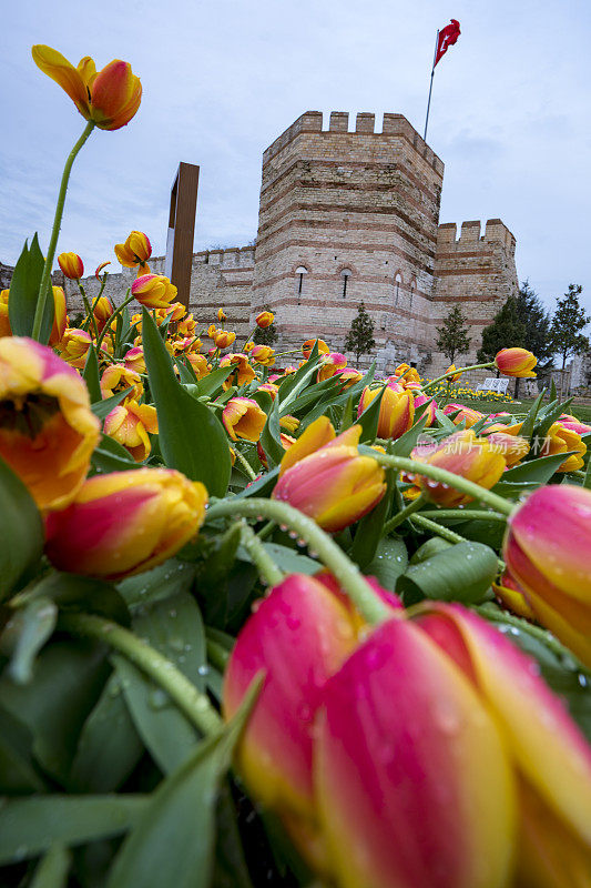伊斯坦布尔拜占庭墙上的黄色郁金香。