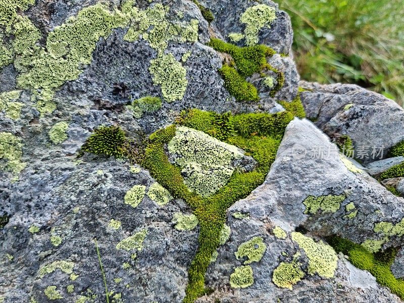 苔藓:岩石上的地衣