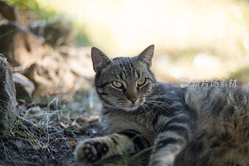 猫在阳光下放松