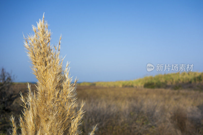 芦苇和天空