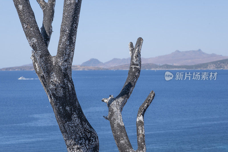 森林大火后烧焦的树枝在蓝天和大海的背景下