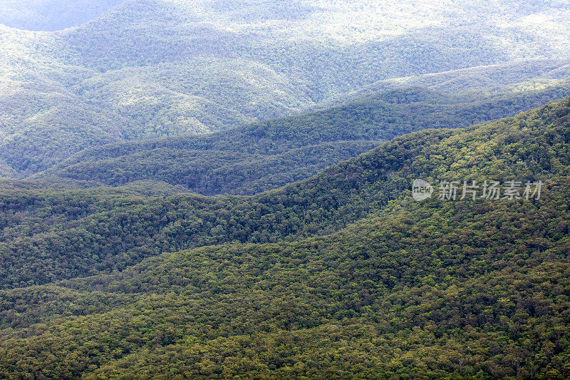 高角度的桉树森林在山上，背景与复制空间